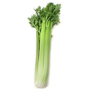 Green Celery 